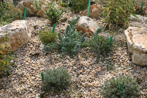 ou planter de la lavande